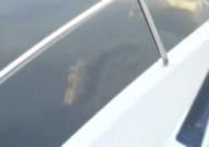 champ lake monster