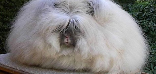 news-angora-rabbit.jpg