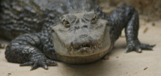  - news-crocodile