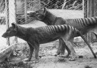 Image credit: Hobart Zoo