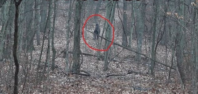 Two men film alleged 'Bigfoot' in Ohio woodland News-bigfoot-ohio-grassman