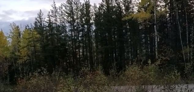 'Bigfoot screams' video continues to intrigue :)  News-bigfoot-woods-2