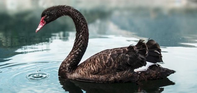 Giant black swan once roamed New Zealand | Unexplained Mysteries
