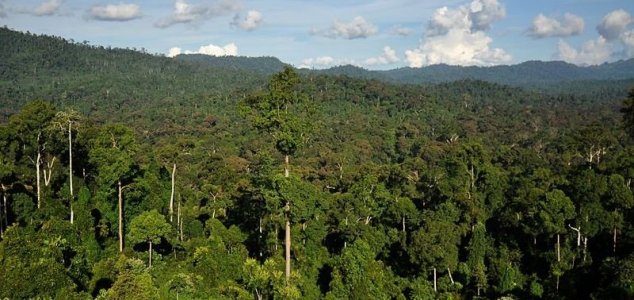 Hybrid 'Mystery Monkey' Discovered in Borneo