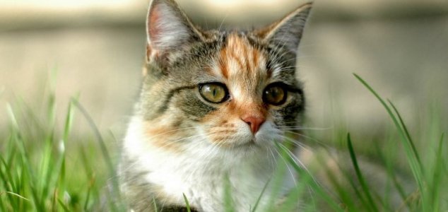 Schrodinger's cat can be saved after all News-cat-grass