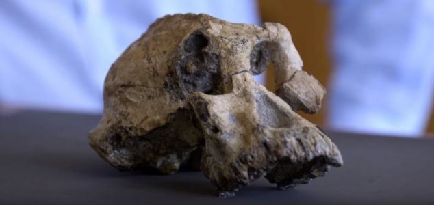 3.8 million-year-old hominin skull unearthed News-cleveland-skull