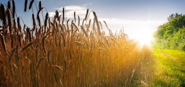 Enthusiasts revisit scene of 1990 UFO incident News-crop-circles-wheat