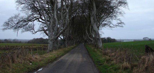 A third of Londoners have seen a 'road ghost' News-dark-hedges