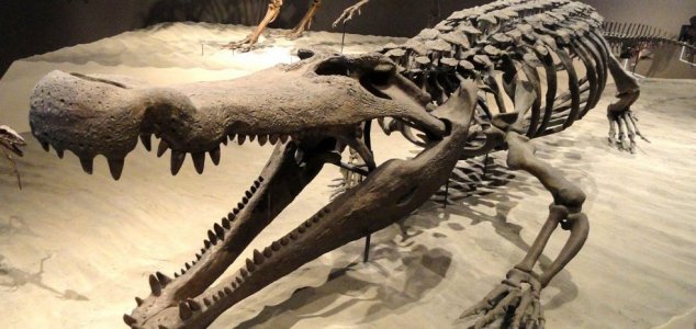 'Terror crocodile' had teeth the size of bananas News-deinosuchus