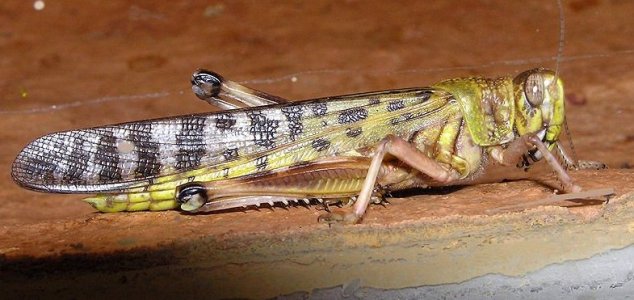 Scientists discover key to huge locust swarms News-desert-locust