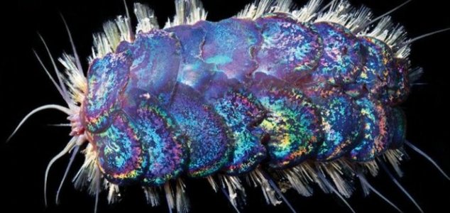 Iridescent 'Elvis worms' discovered on sea floor News-elvis-worm