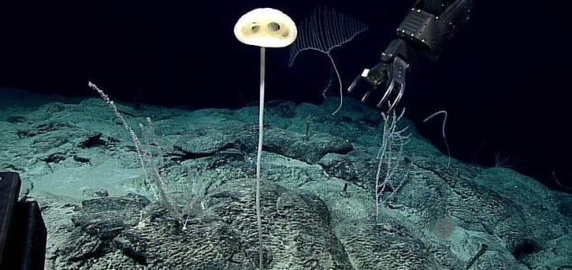 'Alien-like' life form discovered on sea floor News-et-sponge