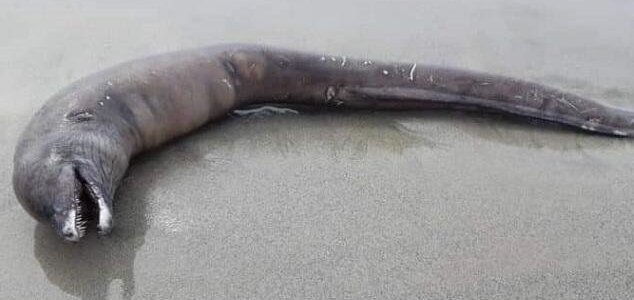 Strange creature washes up on Mexico beach News-eyeless-beast