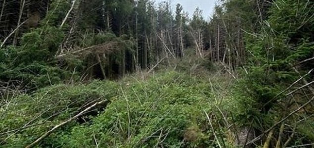 Man discovers 'UFO crash site' in the woods News-forest-crash-site