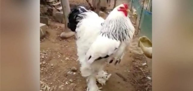 Plumedini Plumedini