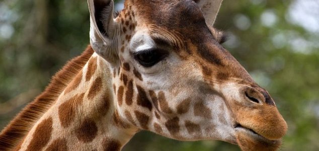 Conservationists spot unique 'dwarf' giraffes News-giraffe