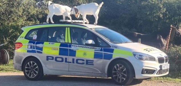 Two goats 'attack' police car on Isle of Wight News-goats-police