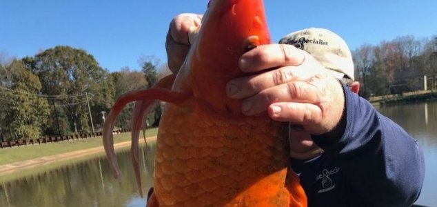 Gigantic goldfish weighing 9lbs caught in South Carolina lake News-goldfish-huge