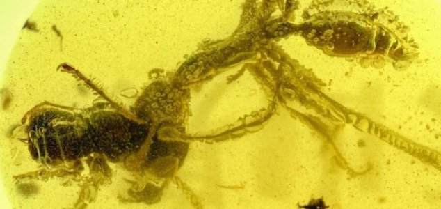 Prehistoric 'hell ant' found trapped in amber News-hell-ant