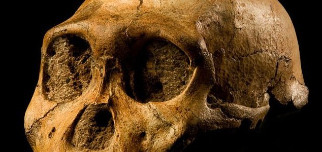 Did we kill all the other species of human ? News-homo-fossil