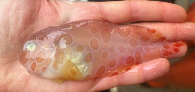 Weird translucent fish discovered in the sea near Alaska News-jelly-fish