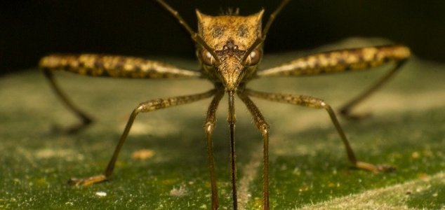 Release of 750M GM mosquitoes gets approval News-mosquito-face