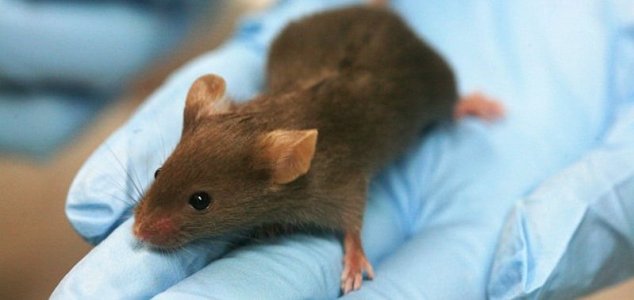 Scientists create healthy mice with two mothers News-mouse-lab
