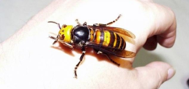 First 'murder hornet' nest found in the US News-murder-hornet
