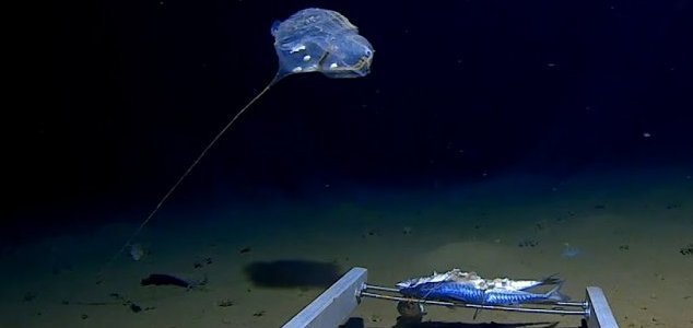 Strange, alien-like jellyfish filmed for first time News-mystery-jelly