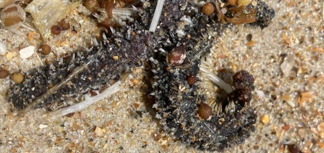 Mystery marine creatures found washed up on beach News-mystery-sea-worm
