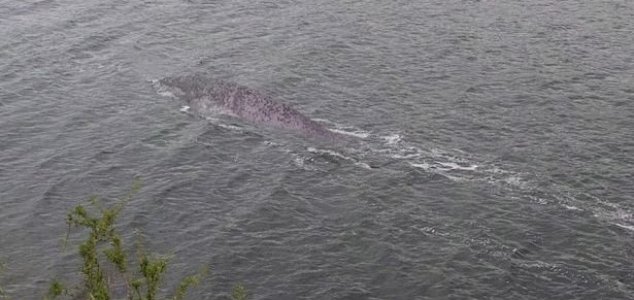 New Loch Ness Monster photographs emerge News-nessie-sept-19