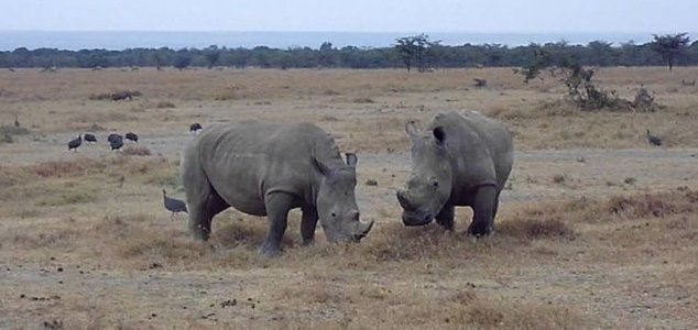 Eggs harvested from last northern white rhinos News-northern-white-rhino-2