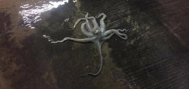 octopus turns inside out