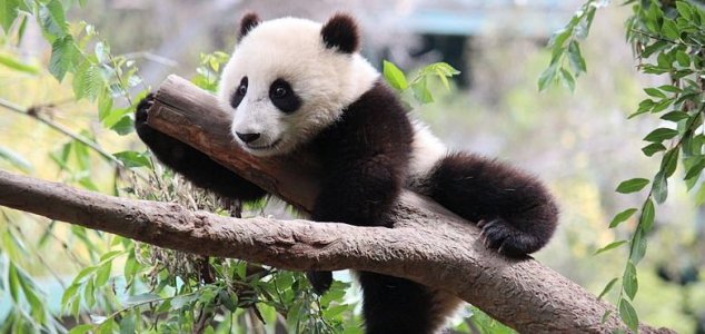 Wild giant panda population is on the rise | Unexplained Mysteries