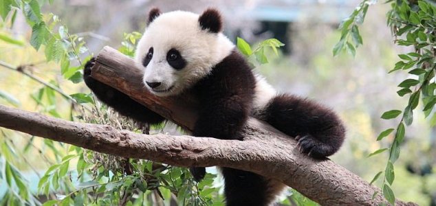 Giant pandas are no longer endangered News-panda