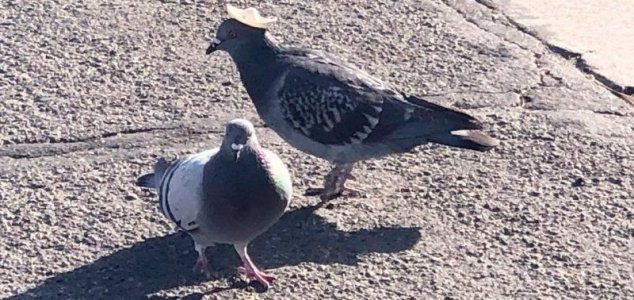 Last month it was pigeons wearing cowboy hats - now it's pigeons wearing sombreros. But who is responsible ? News-pigeon-hat-2