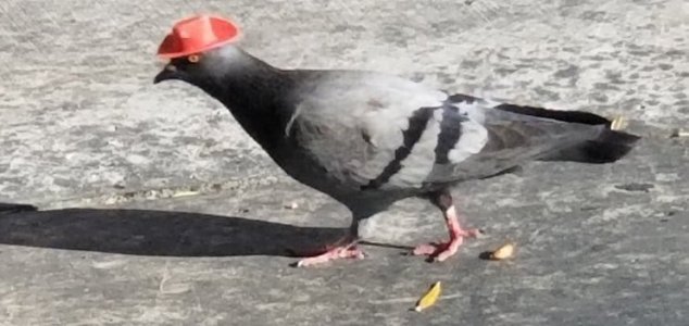 Pigeons spotted wearing tiny cowboy hats News-pigeon-hat