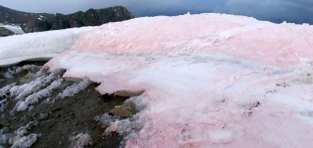 The snow on the Italian Alps is turning pink News-pink-snow