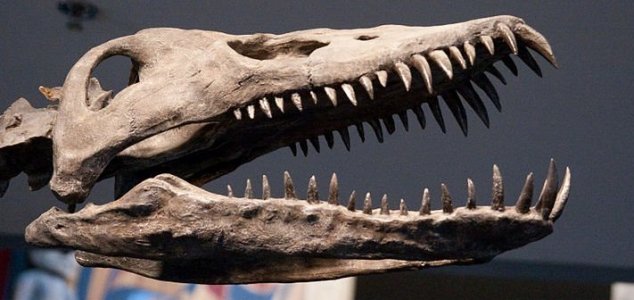 15-ton 'sea monster' found in Antarctica News-plesiosaur-skull