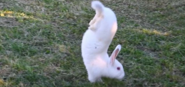 news-rabbit-handstand.jpg