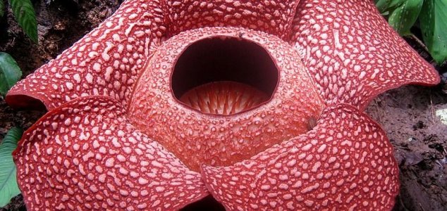 World's largest flower found News-rafflesia