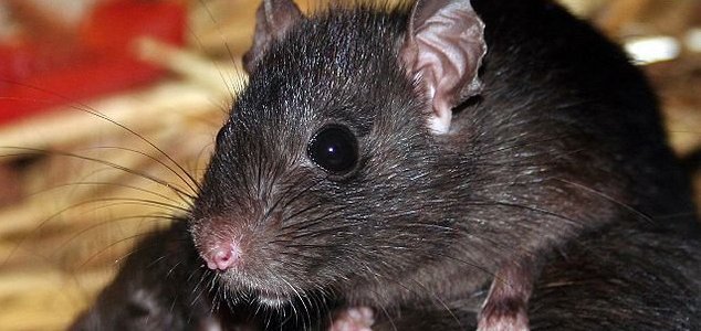 Bubonic Plague Making a Comeback in China and LA News-rat-2