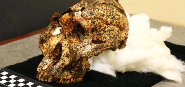 Skull of human ancestor found in South Africa News-robustus