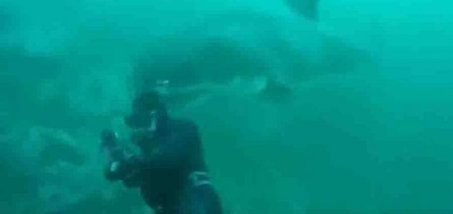 Diver narrowly avoids huge great white shark | Unexplained Mysteries