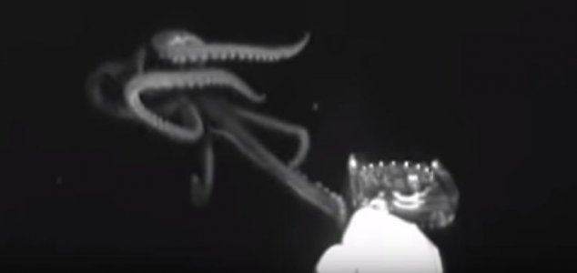 Giant squid filmed in the Gulf of Mexico News-squid-gm