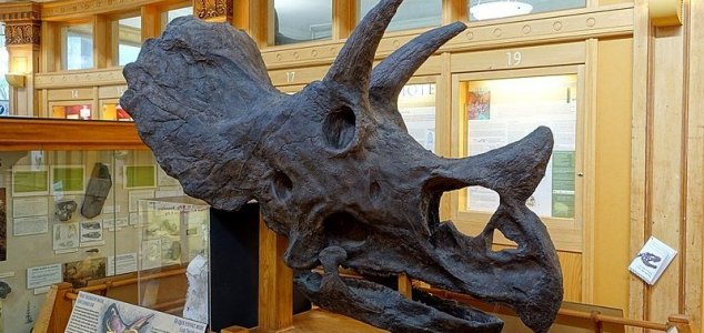 triceratops with horns on frill