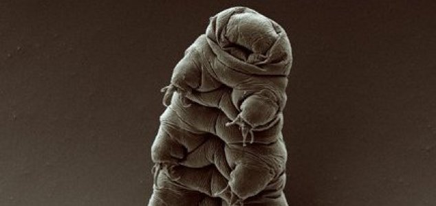 Tardigrades may be stranded on the Moon News-water-bear