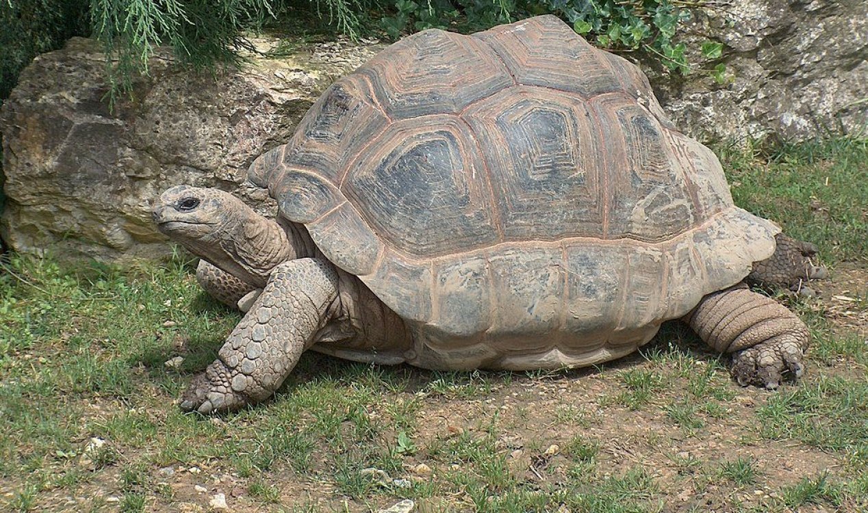 Aldabra giant tortoise.