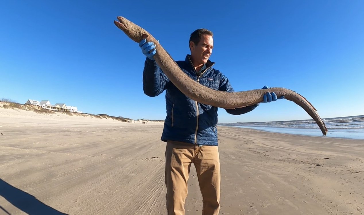 Enormous monster-like eel found washed up on a beach in Texas