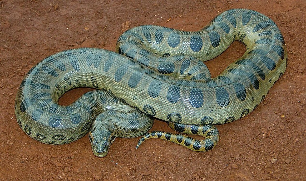 Green anaconda.